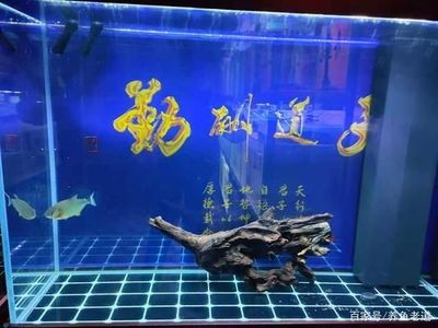 防城港市港口區(qū)逗魚水族用品店 水族愛好者的貼心伴侶